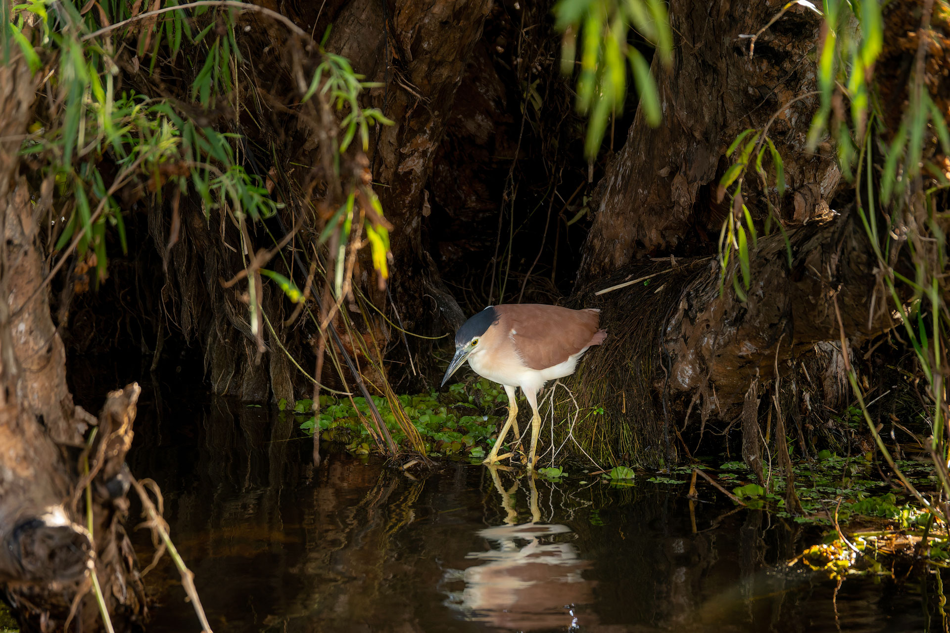 Kakadu National Park - Bootstour im Yellow Water Billabong - Rotrückenreiher